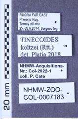 Etiketten zu Agriotes koltzei (Reitter, 1890) (NHMW-ZOO-COL-0007183)